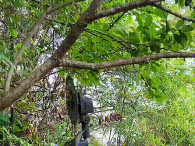 切树枝 00_00_00-00_00_30.gif