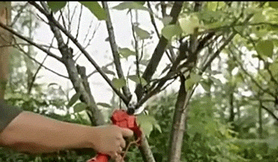5.gif